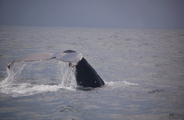 Sevilla: A glimpse of hope? CBD and PTSD.