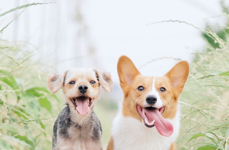 Preventing Home Dog Fights in Sevilla